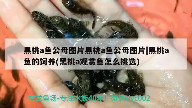 黑桃a魚(yú)公母圖片黑桃a魚(yú)公母圖片黑桃a魚(yú)的飼養(yǎng)(黑桃a觀賞魚(yú)怎么挑選) 黑桃A魚(yú)