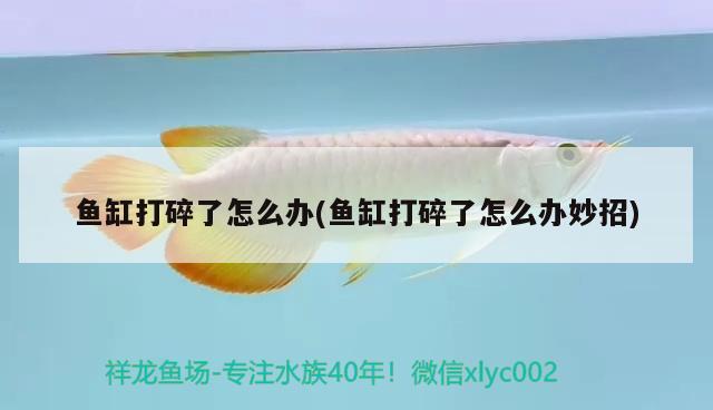 魚缸打碎了怎么辦(魚缸打碎了怎么辦妙招) 丹頂錦鯉魚