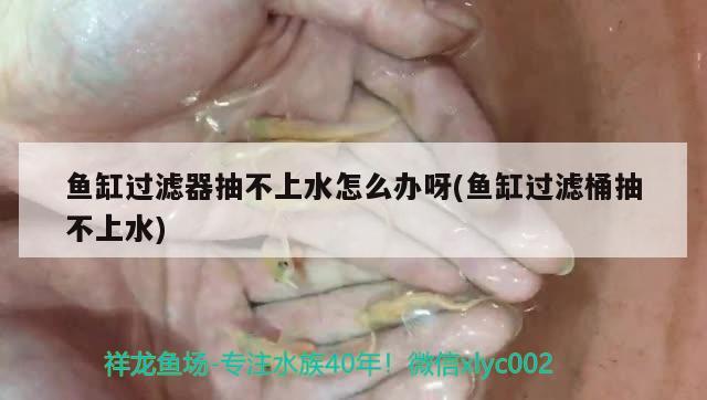 魚缸過濾器抽不上水怎么辦呀(魚缸過濾桶抽不上水) 金龍魚百科