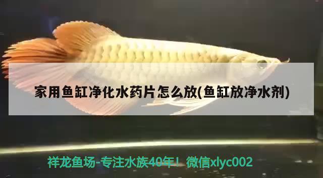 家用魚缸凈化水藥片怎么放(魚缸放凈水劑)