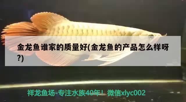 金龍魚誰家的質(zhì)量好(金龍魚的產(chǎn)品怎么樣呀?) BD魟魚