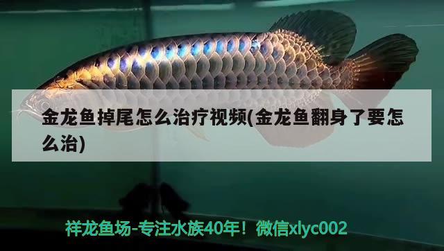 金龍魚掉尾怎么治療視頻(金龍魚翻身了要怎么治) 泰國虎魚（泰虎）