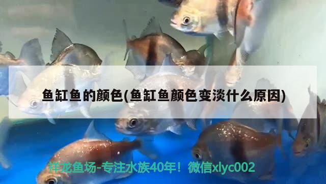 魚缸魚的顏色(魚缸魚顏色變淡什么原因) 撒旦鴨嘴魚