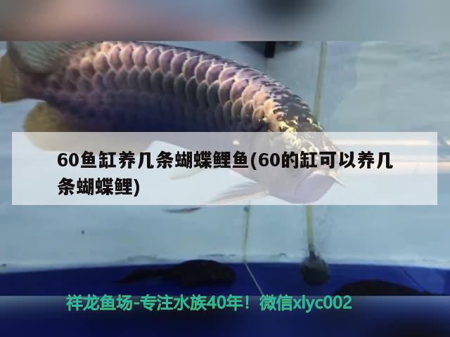 60魚缸養(yǎng)幾條蝴蝶鯉魚(60的缸可以養(yǎng)幾條蝴蝶鯉) 蝴蝶鯉