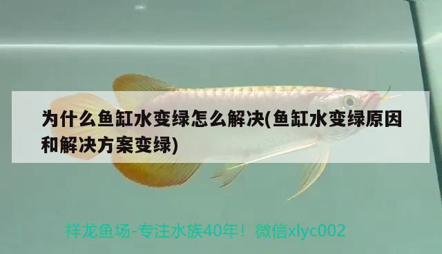 為什么魚(yú)缸水變綠怎么解決(魚(yú)缸水變綠原因和解決方案變綠) 吉羅魚(yú)批發(fā) 第2張