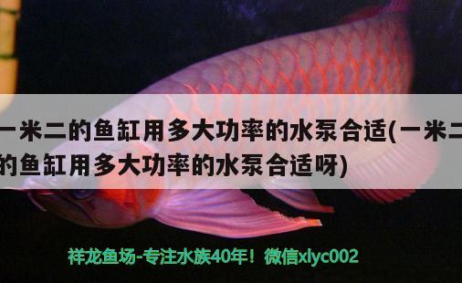 一米二的魚缸用多大功率的水泵合適(一米二的魚缸用多大功率的水泵合適呀) 三間鼠魚