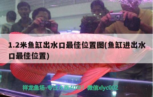 1.2米魚缸出水口最佳位置圖(魚缸進(jìn)出水口最佳位置)