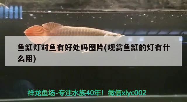 魚缸燈對魚有好處嗎圖片(觀賞魚缸的燈有什么用) 羅漢魚批發(fā)