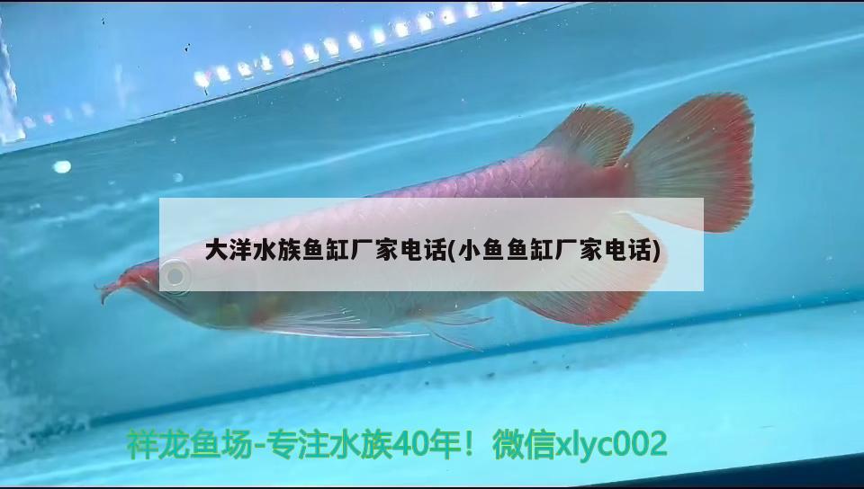 大洋水族魚缸廠家電話(小魚魚缸廠家電話) 錦鯉池魚池建設(shè)