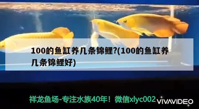 100的魚缸養(yǎng)幾條錦鯉?(100的魚缸養(yǎng)幾條錦鯉好)