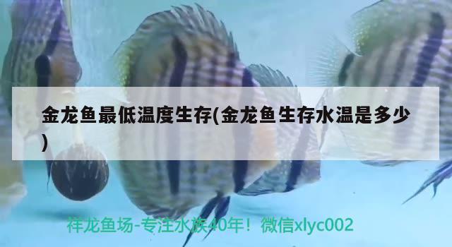 金龍魚(yú)最低溫度生存(金龍魚(yú)生存水溫是多少)