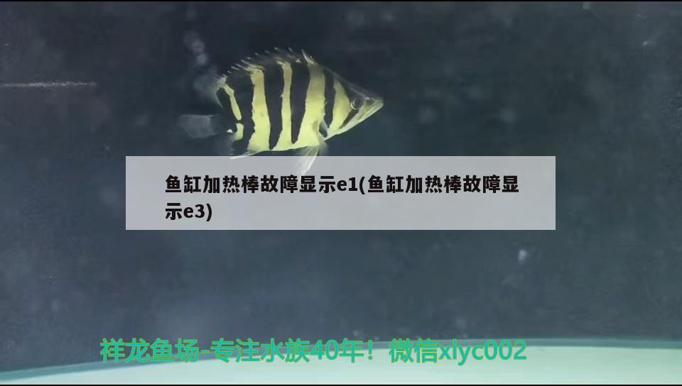 魚缸加熱棒故障顯示e1(魚缸加熱棒故障顯示e3) 印尼虎苗