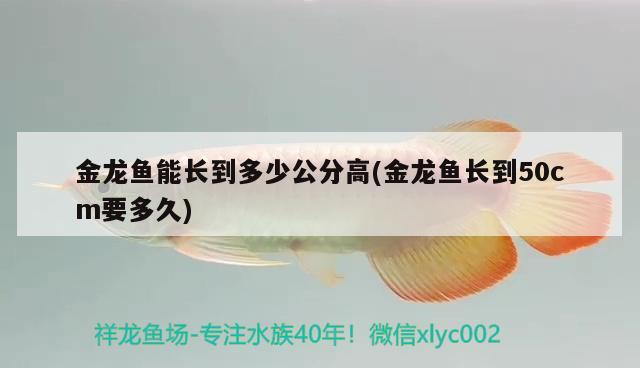 金龍魚能長(zhǎng)到多少公分高(金龍魚長(zhǎng)到50cm要多久) 銀古魚苗