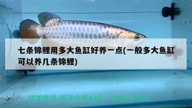 七條錦鯉用多大魚缸好養(yǎng)一點(一般多大魚缸可以養(yǎng)幾條錦鯉)