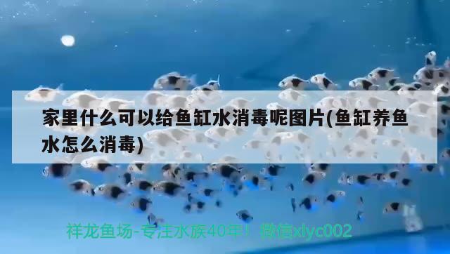 家里什么可以給魚缸水消毒呢圖片(魚缸養(yǎng)魚水怎么消毒)