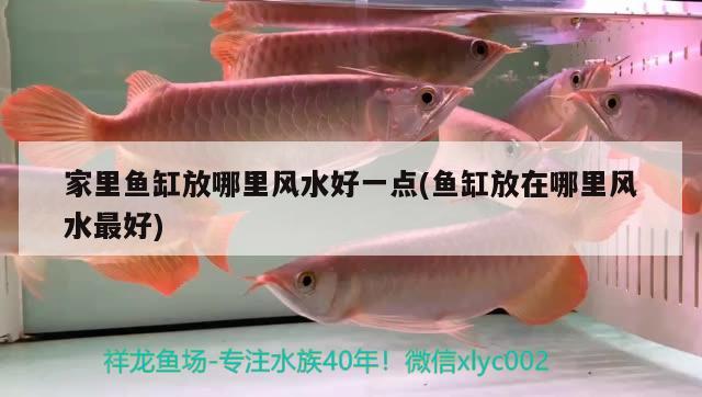 家里魚缸放哪里風(fēng)水好一點(魚缸放在哪里風(fēng)水最好)