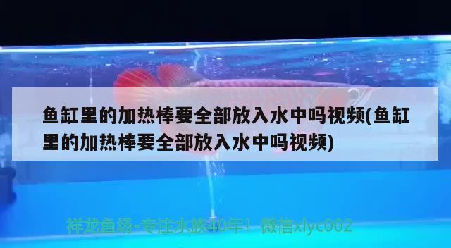 魚缸里的加熱棒要全部放入水中嗎視頻(魚缸里的加熱棒要全部放入水中嗎視頻) 國產(chǎn)元寶鳳凰魚