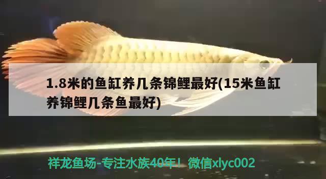 1.8米的魚缸養(yǎng)幾條錦鯉最好(15米魚缸養(yǎng)錦鯉幾條魚最好) 綠皮皇冠豹魚