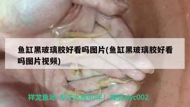 魚缸黑玻璃膠好看嗎圖片(魚缸黑玻璃膠好看嗎圖片視頻) 白子銀版魚苗