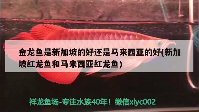 金龍魚是新加坡的好還是馬來西亞的好(新加坡紅龍魚和馬來西亞紅龍魚) 白化火箭魚