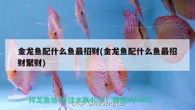 金龍魚配什么魚最招財(金龍魚配什么魚最招財聚財)