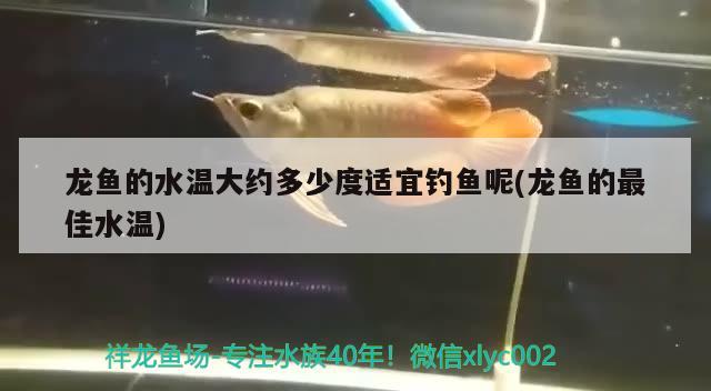 龍魚(yú)的水溫大約多少度適宜釣魚(yú)呢(龍魚(yú)的最佳水溫)