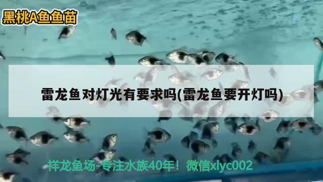 雷龍魚對燈光有要求嗎(雷龍魚要開燈嗎) 名貴錦鯉魚