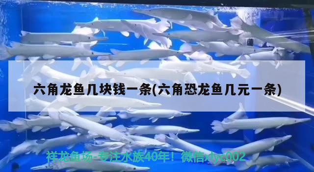 六角龍魚幾塊錢一條(六角恐龍魚幾元一條) 名貴錦鯉魚