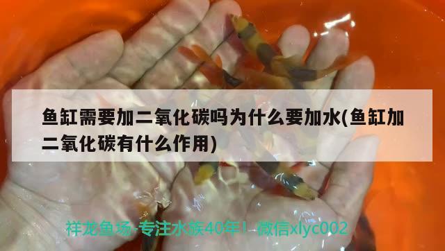 魚缸需要加二氧化碳嗎為什么要加水(魚缸加二氧化碳有什么作用) 二氧化碳設(shè)備