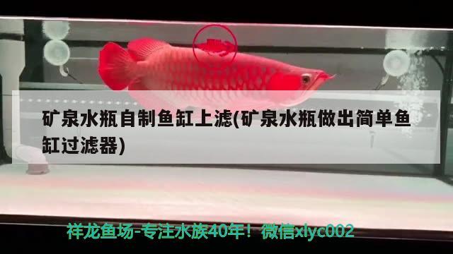 礦泉水瓶自制魚缸上濾(礦泉水瓶做出簡單魚缸過濾器) 薩伊藍魚