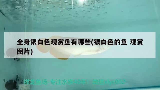 全身銀白色觀賞魚有哪些(銀白色的魚觀賞圖片) 速倍妥魚糧魚藥 第1張