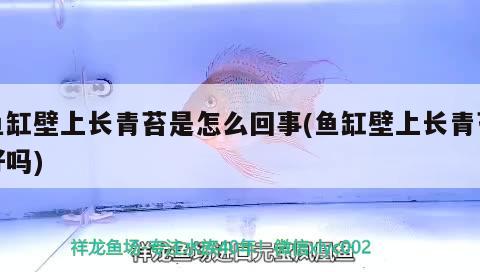 魚缸壁上長青苔是怎么回事(魚缸壁上長青苔好嗎) 狗仔招財貓魚