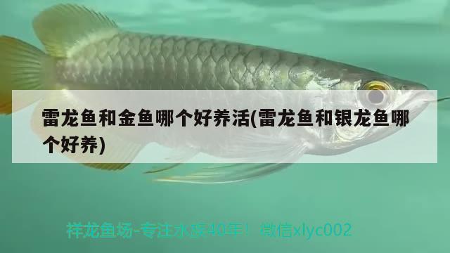 雷龍魚和金魚哪個(gè)好養(yǎng)活(雷龍魚和銀龍魚哪個(gè)好養(yǎng)) 銀龍魚