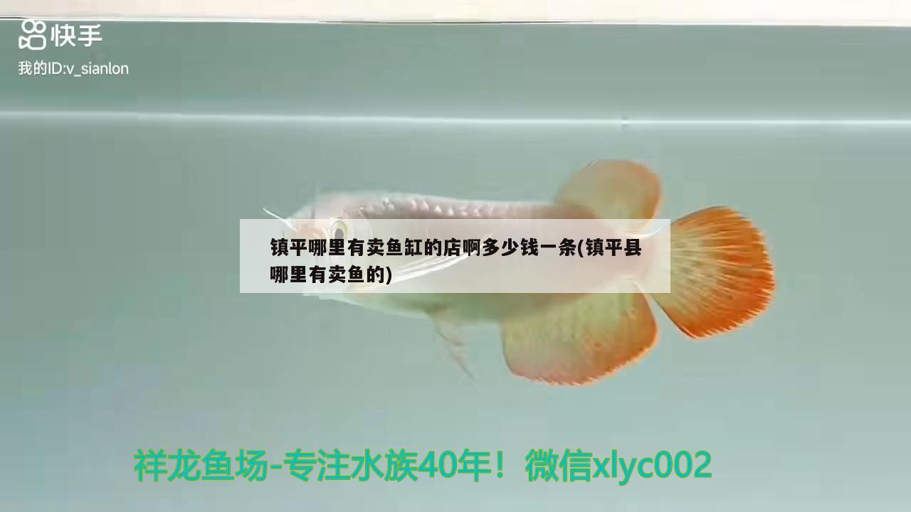 鎮(zhèn)平哪里有賣魚缸的店啊多少錢一條(鎮(zhèn)平縣哪里有賣魚的) 赤荔鳳冠魚