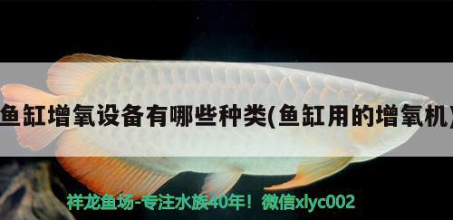 魚缸增氧設(shè)備有哪些種類(魚缸用的增氧機) 豬鼻龜