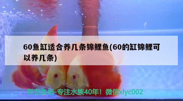 60魚缸適合養(yǎng)幾條錦鯉魚(60的缸錦鯉可以養(yǎng)幾條) 水族品牌