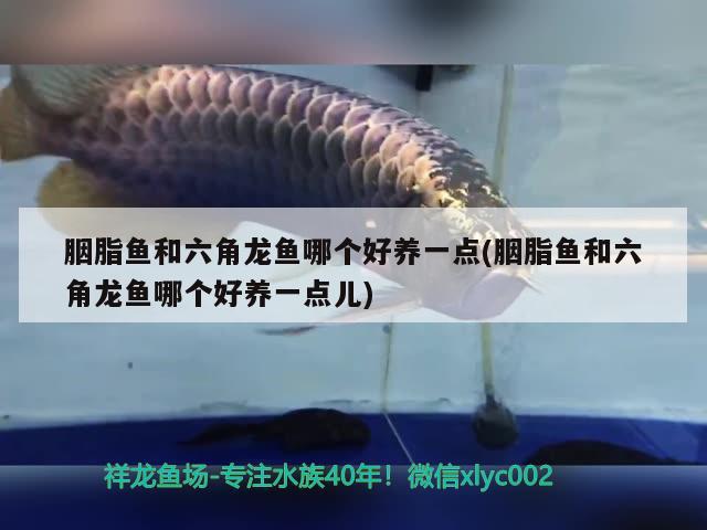 胭脂魚和六角龍魚哪個好養(yǎng)一點(胭脂魚和六角龍魚哪個好養(yǎng)一點兒) 細(xì)線銀版魚