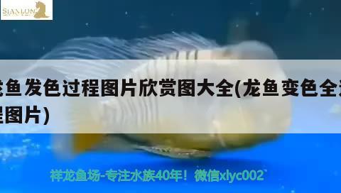 龍魚發(fā)色過程圖片欣賞圖大全(龍魚變色全過程圖片) 龍魚批發(fā)