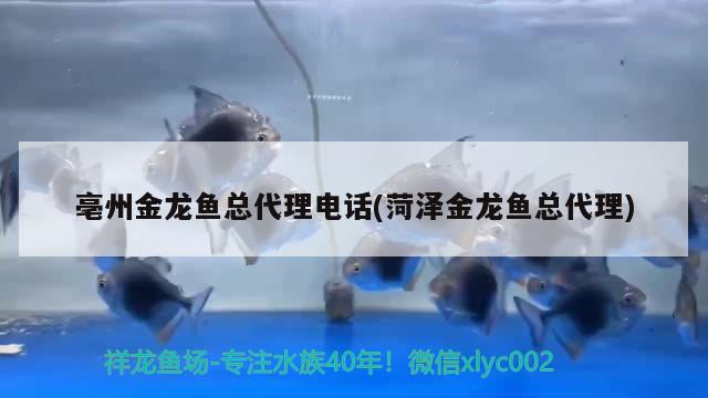 亳州金龍魚總代理電話(菏澤金龍魚總代理) 月光鴨嘴魚苗