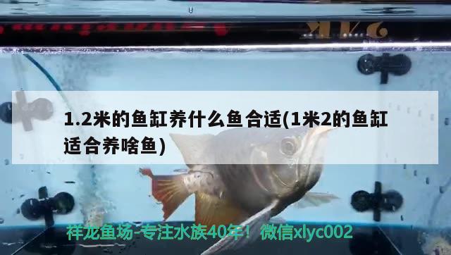 1.2米的魚缸養(yǎng)什么魚合適(1米2的魚缸適合養(yǎng)啥魚)