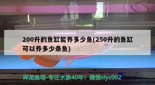 200升的魚缸能養(yǎng)多少魚(250升的魚缸可以養(yǎng)多少條魚) 其它水族用具設(shè)備