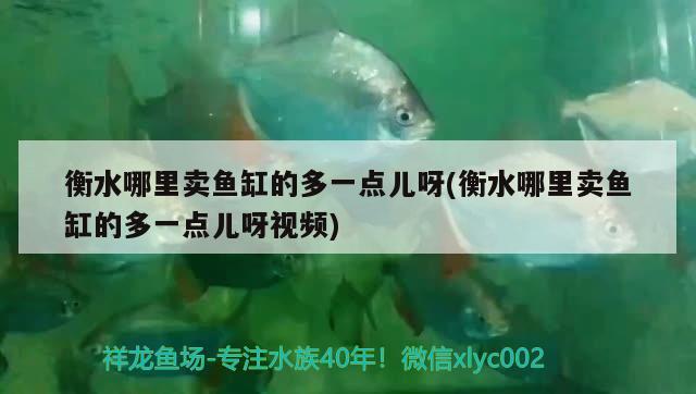 衡水哪里賣魚缸的多一點(diǎn)兒呀(衡水哪里賣魚缸的多一點(diǎn)兒呀視頻) 泰國虎魚（泰虎）