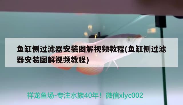 魚缸側(cè)過濾器安裝圖解視頻教程(魚缸側(cè)過濾器安裝圖解視頻教程) 綠皮辣椒小紅龍