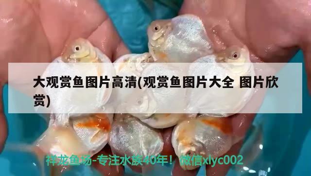 大觀賞魚圖片高清(觀賞魚圖片大全圖片欣賞) 過背金龍魚