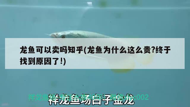 龍魚可以賣嗎知乎(龍魚為什么這么貴？終于找到原因了!) 二氧化碳設(shè)備