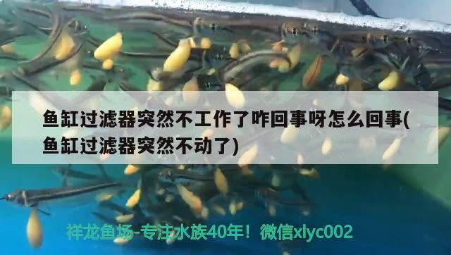 魚缸過濾器突然不工作了咋回事呀怎么回事(魚缸過濾器突然不動(dòng)了) 肺魚