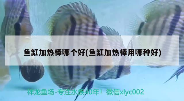 魚(yú)缸加熱棒哪個(gè)好(魚(yú)缸加熱棒用哪種好) 紅頭利魚(yú)