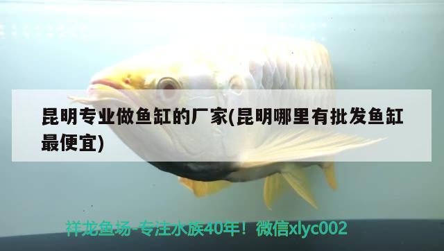 昆明專業(yè)做魚缸的廠家(昆明哪里有批發(fā)魚缸最便宜) 紅龍福龍魚