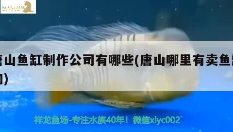 唐山魚缸制作公司有哪些(唐山哪里有賣魚缸的)