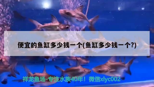 便宜的魚缸多少錢一個(魚缸多少錢一個?)